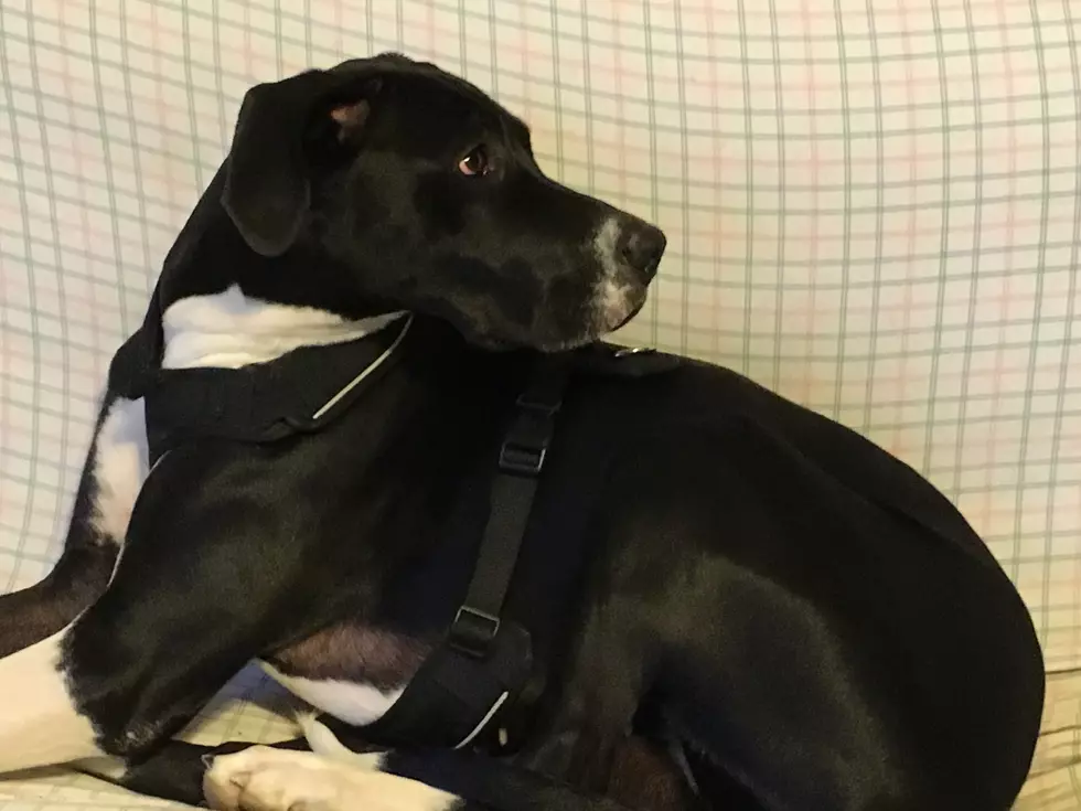 Renew Your Dog Licenses