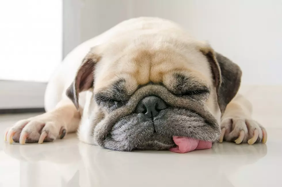 Monday March 11th is National Napping Day