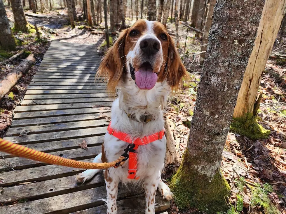 Sammy is the SPCA of Hancock County’s Pet of the Week