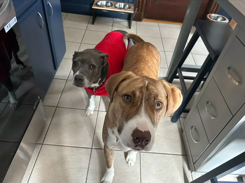 Have You Licensed Your Dog for 2026?