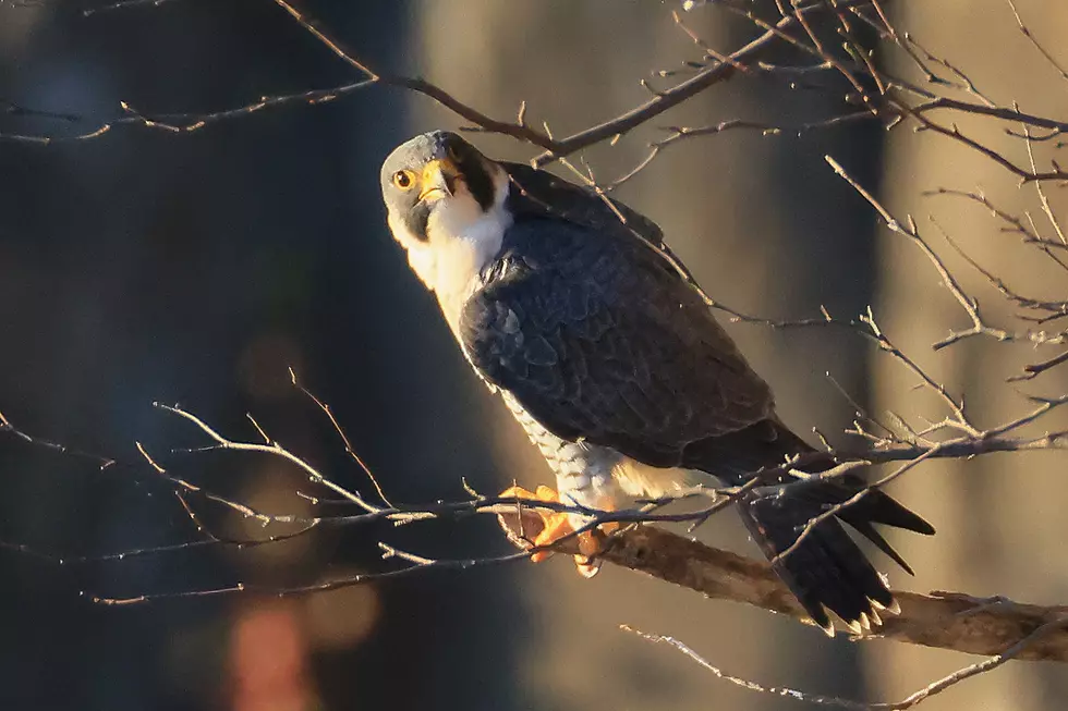 Some Acadia National Park Trails Closed for Peregrine Falcon Nesting